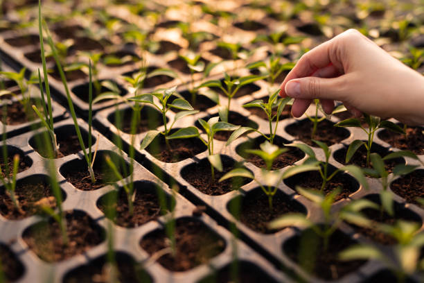 istock Woman taking care of sprouts 1475812871