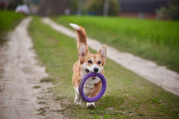 istock Happy Welsh Corgi Pembroke dog playing with puller in the spring field 1475818516