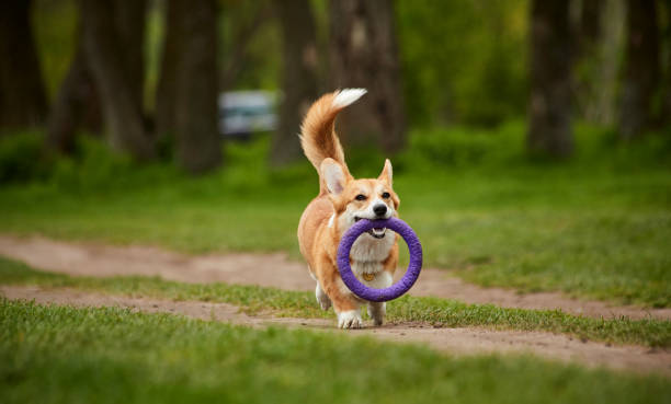 istock Happy Welsh Corgi Pembroke dog playing with puller in the spring park 1475819237