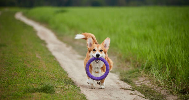 istock Happy Welsh Corgi Pembroke dog playing with puller in the spring field 1475819423