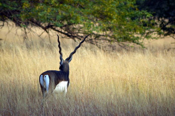 blackbuck steht inmitten von trockenen goldenen graslandschaften von gujarat, indien - hirschziegenantilope stock-fotos und bilder