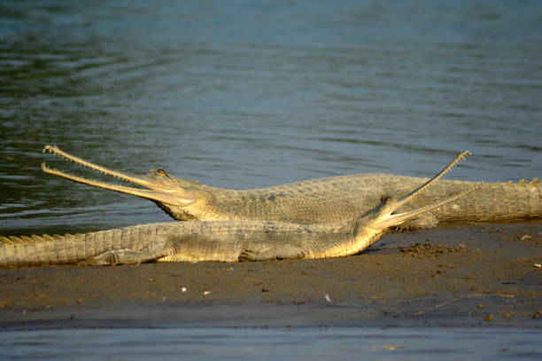 gavials se prélassant au soleil du matin à kaneriaghat, uttar pradesh, inde - gavial photos et images de collection