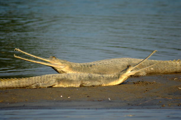 Gharials basking in the morning sun at Kaneriaghat, Uttar Pradesh, India The gharial (Gavialis gangeticus), also known as the gavial, and the fish-eating crocodile, is a crocodilian of the family Gavialidae, native to the northern part of the Indian Subcontinent. 
The global wild gharial population is estimated at fewer than 235 individuals, which are threatened by loss of riverine habitat, depletion of fish resources, and entanglement in fishing nets. As the population has declined drastically in the past 70 years, the gharial is listed as Critically Endangered on the IUCN Red List. The gharial is one of the longest of all living crocodilians, measuring up to 6.25 m (20.5 ft), though this is an extreme upper limit, as the average adult gharial is only 3.5 to 4.5 m (11 to 15 ft) in size. With 110 sharp, interdigitated teeth in its long, thin snout, it is well adapted to catching fish, its main diet. The male gharial has a distinctive boss at the end of the snout, which resembles an earthenware pot known in Hindi as ghara. The gharial's common name is derived from this similarity. gavial stock pictures, royalty-free photos & images