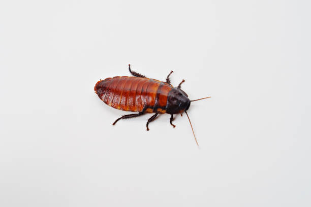 istock a large hissing Madagascar cockroach on a white background 1475820507