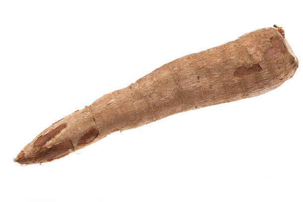 istock Cassava Raw Tuber - Manihot Esculenta; On White Background 1475821035