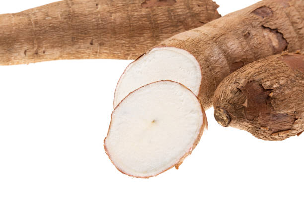 istock Cassava Raw Tuber - Manihot Esculenta; On White Background 1475821047