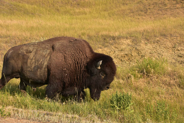 istock Bison Meandering in a Grass Filled Field 1475825503