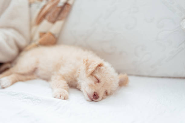 a sweet puppy who makes himself loved