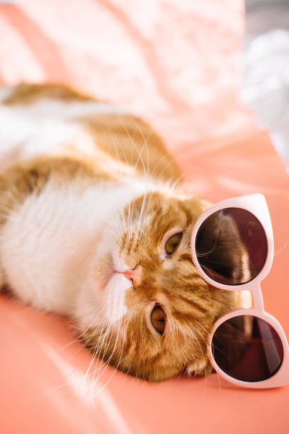 istock Red-haired Scottish fold cat with yellow eyes lying on peach colour background. 1475826996
