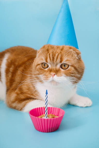 istock Red-haired Scottish fold cat with yellow eyes on blue background. 1475827487