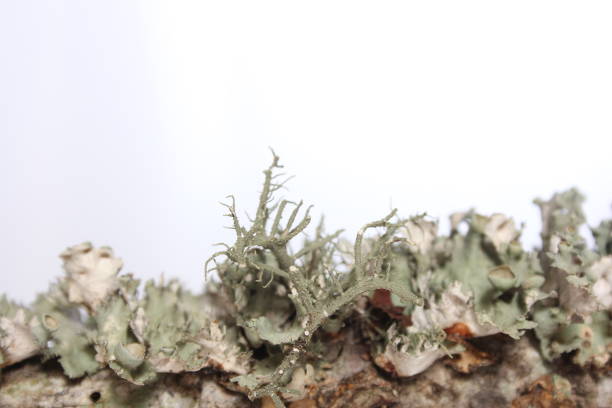 Lichen Tree Fungus Growing on Tree Branch in East Texas. Close up