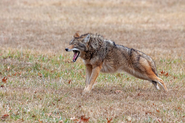 istock A Coyote Stretches in a Prairie 1475829233