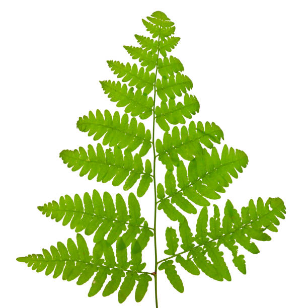 istock A Fern on a White Background 1475829255