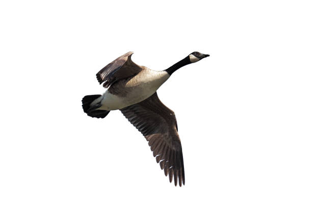istock Spread Wing Canada Goose Whie Background 1475829339