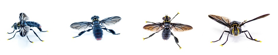 Trichopoda lanipes is a species of bristle or feather legged fly. four views isolated on white background