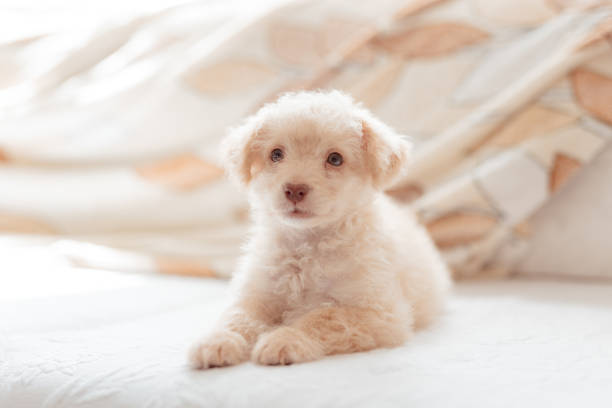 the puppy waiting adorably on the sofa