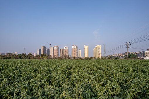 Modern Urban Architecture and Farmland Filled with Green Plants