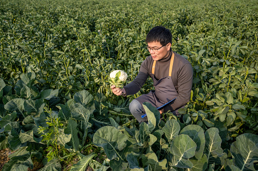 A male farmer is observing a broken cauliflower in a field