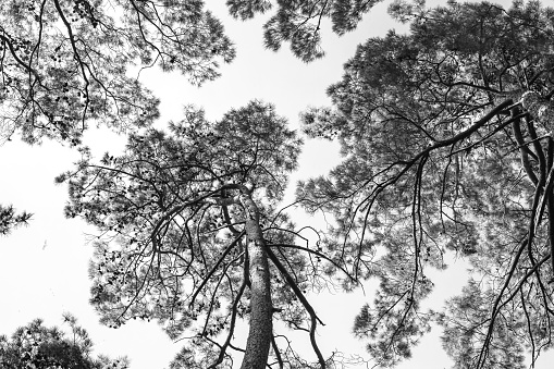 black and white pine tree background