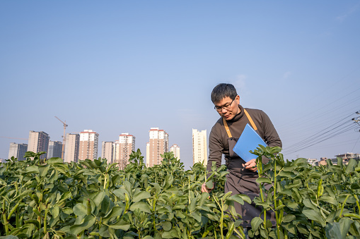 A male farmer is observing the growth of broad beans in a suburban farmland