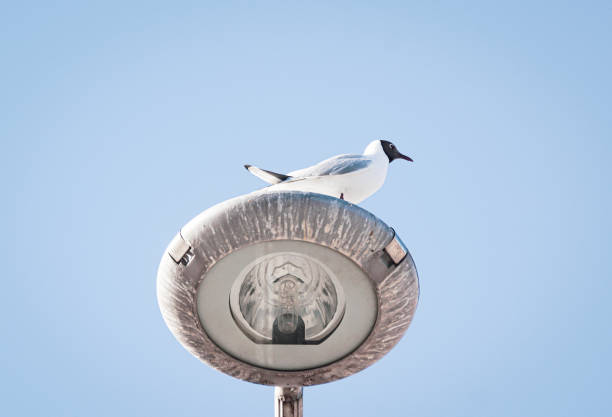 istock Low angle view of seagull perching on lamp against clear blue sky 1475835825