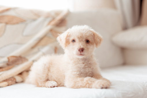 the puppy waiting adorably on the sofa