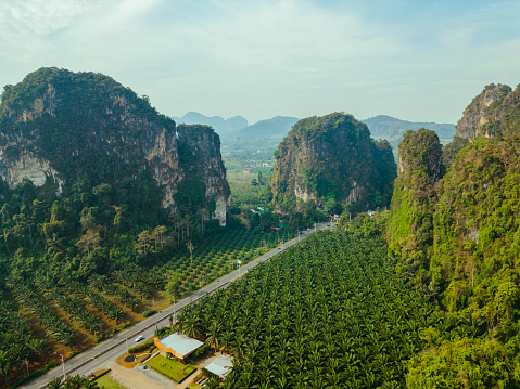 Aerial view of road through huge palm oil trees plantation in Thailand