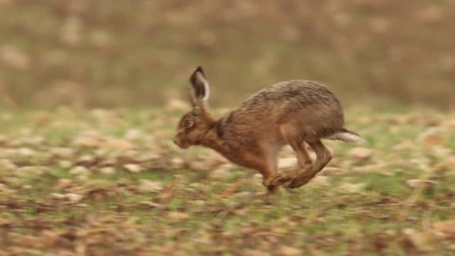 Hare Running