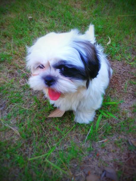 istock Cute Shih Tzu Puppy 1475838700