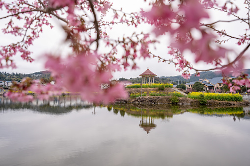 Cherry blossoms by the lake