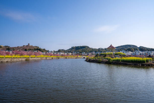 istock An artificial lake planted with rape flowers and cherry blossoms 1475839962