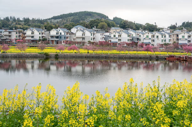 Cherry blossoms and rape flowers by the lake