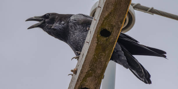Calling Raven A Raven sits on a power pole calling out raven corvus corax bird squawking stock pictures, royalty-free photos & images
