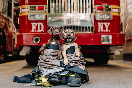 Two Puppies At The Firehouse