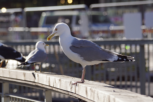 Close up of seagull perching on railing in city