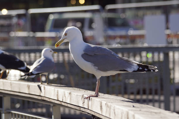 крупный план чайки, сидящей на перилах в городе - herring gull стоковые фото и изображения