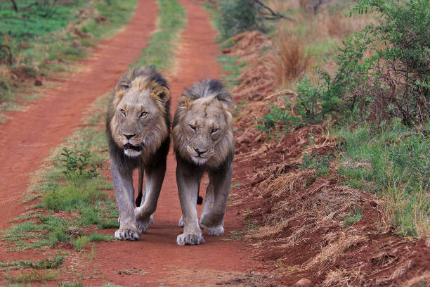 istock Two male lions walking 1475843827