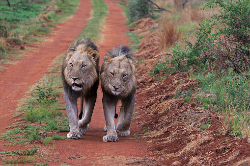 Two young male lion walking companionably side by side along a dirt road