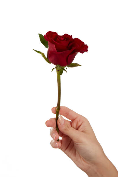 istock Female Hand Holds Roses On White 1475844597