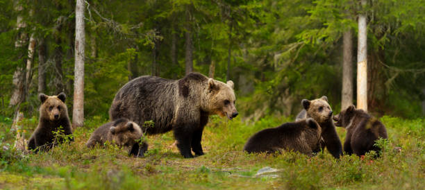 istock Mama bear and her cute cubs in a forest 1475845070