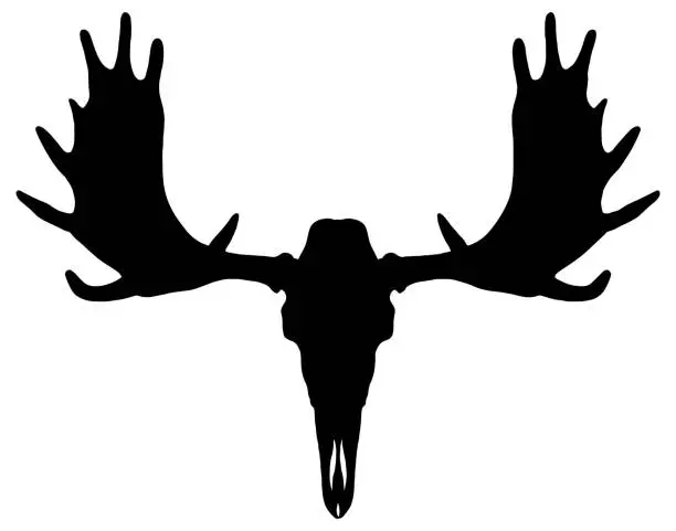 Vector illustration of Moose skull with antlers