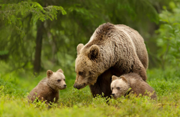 istock Mama bear and her cute cubs in a forest 1475845326