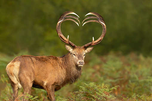 Close up of red deer stag with heart shaped antlers, UK.