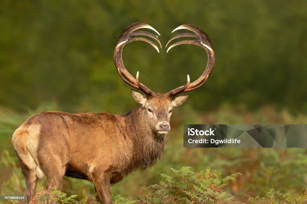 Red Deer Stag With Shaped Antlers Stock Photo Download Image Now - Agricultural Field, Animal, Animal Body Part - iStock