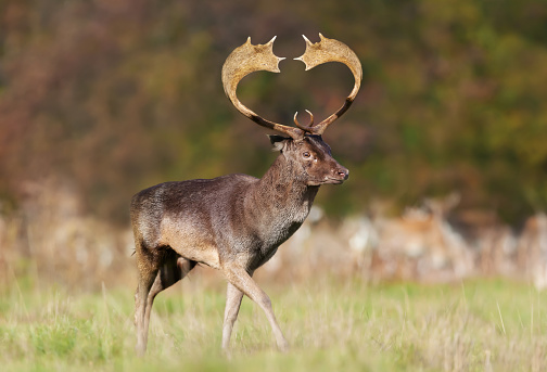 Close up of fallow deer stag with heart shaped antlers, UK.