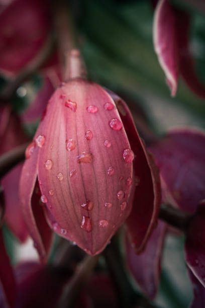 A Cymbidium Australian Red orchid or Cymbidium Black Silk after the rain, showing detail of the closed flower petals hanging down with water droplets. Selective focus with background blur