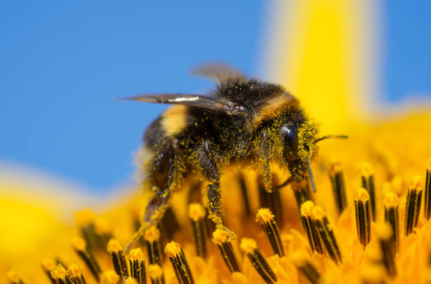 istock Bumblebee sitting on sunflower covered with pollen. Macro shot 1475856119