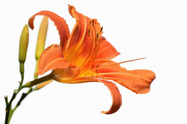 istock Orange flower of daylily (Hemerocallis fulva) 1475857162