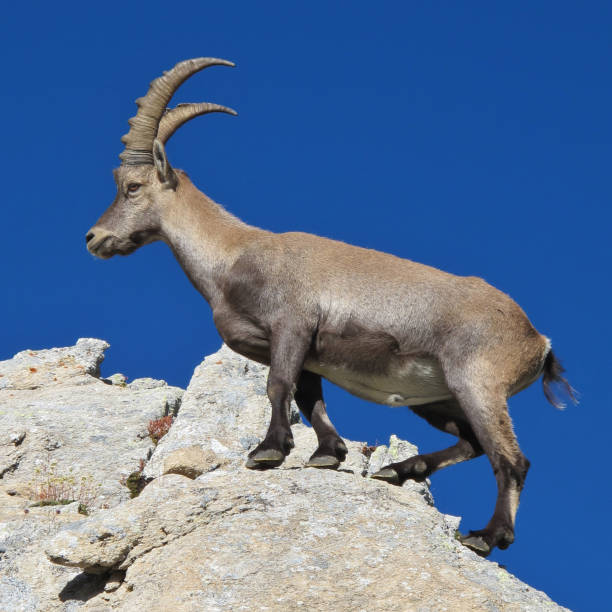 istock Male alpine ibex, Swiss Alps. 1475862973