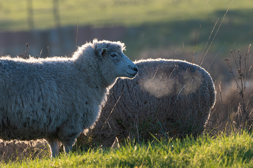 Baby sheep in Lostmar'ch, Crozon